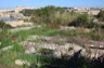 Rinella
